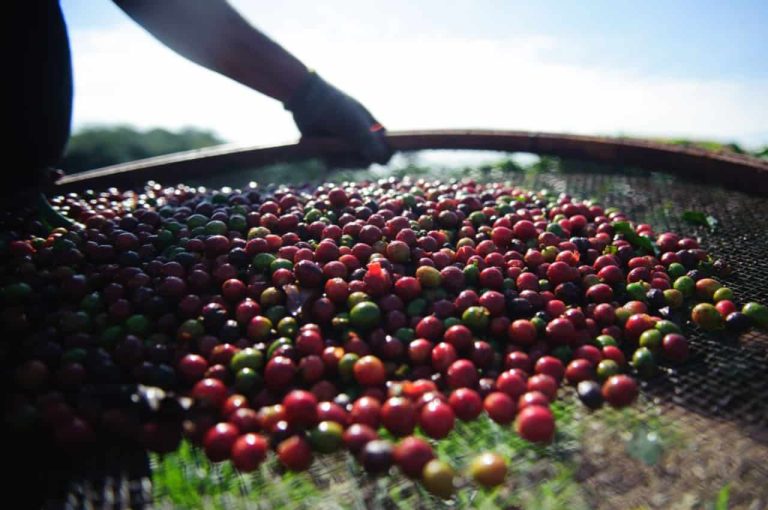 Com-crescimento-na-producao-de-cafe-Goias-ocupa-7o-lugar-no-ranking-nacional